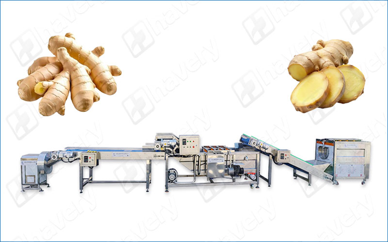 ginger washing processing plant